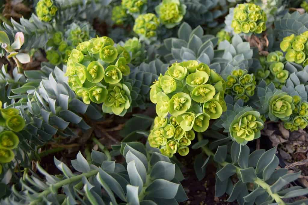 Euphorbia myrsinites ---